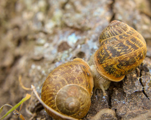 Snails