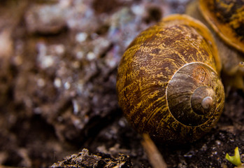 Snail