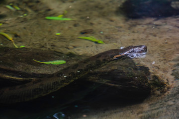 Snake Sucuri (Eunectes) on the river swimming in search of food in nature. Animal well known in Brazil
