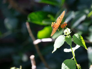 A black spotted bright orange winged Gulf Fritillary Butterfly sips nectar at its favorite Lantana flower bloom