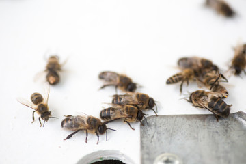 Dead drones. Dead honeybee insects. Selection drones for artificial insemination before sperm collection.