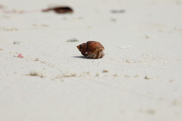 Crab on sandy beach