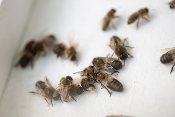 Dead drones. Dead honeybee insects. Selection drones for artificial insemination before sperm collection.