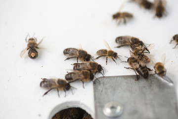 Dead drones. Dead honeybee insects. Selection drones for artificial insemination before sperm collection.