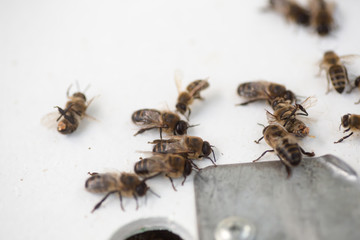 Dead drones. Dead honeybee insects. Selection drones for artificial insemination before sperm collection.