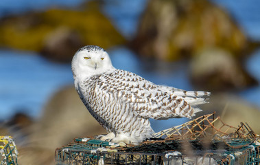 Snowy Owl - Westport, MA