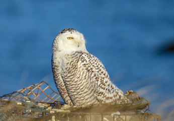 Snowy Owl - Westport, MA