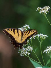 A solitary Tiger Swallowtail Butterfly sips nectar from a flower bloom deep in the forest