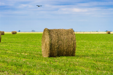 bales of alfalfa in the field in summer