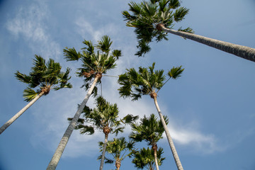 Tall royal palm trees against the bright blue tropical sky, low angle view
