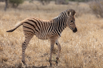 Fototapeta na wymiar Zebra 13