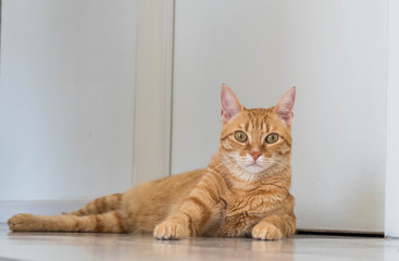 Cut Male Ginger Cat Laying on the Floor