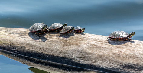 Family of Turtles Taking a Sunbath in Fauvel Lake, Blainville, Quebec, Canada