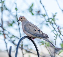 Turtle Dove Percherd on a Feeder Support in Front of Blossoming Apple Trees