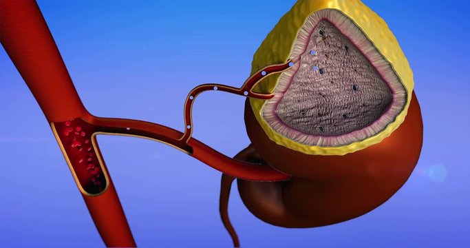 Internal structure of adrenal gland, erythrocytes and adrenaline in the blood vessels, adrenal gland, adrenaline into the blood stream, Adrenal gland on the kidney produces adrenaline