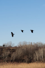 crows flying over reed