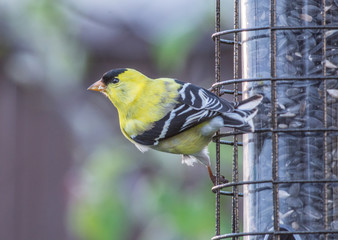 American Goldfinch Eating Black Sunflower Seeds in a Back Yard
