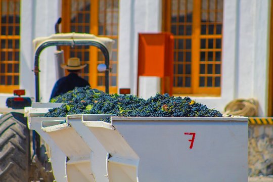 Agricultura de Uvas parras coahuila