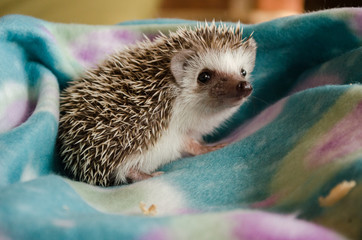 Baby hedgehog with colorful blanket 