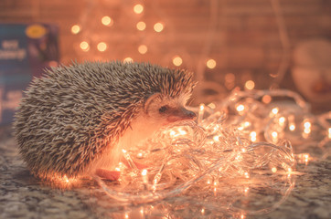 Cute hedgehog with christmas lights © MariaBelen