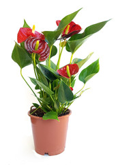 Red anthurium in pot on white background