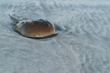 horseshoe crab