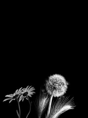 Dandelion, daisies and tares on black background