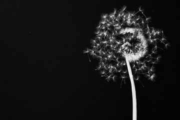 Dandelion and seeds on black background