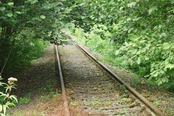 Obraz premium old railway tracks in the forest
