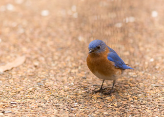 Male Eastern Bluebird (Sialia sialis) on Neighborhood Patio