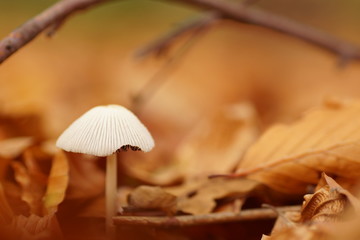 lonely little mushroom