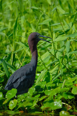 blue little heron