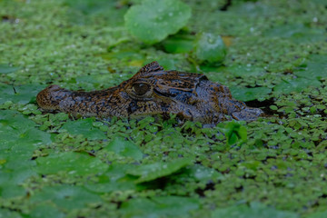 spectacled caiman