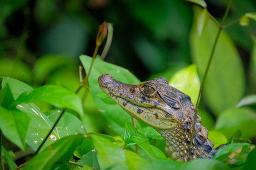 spectacled caiman baby