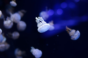 Beautiful jellyfish, medusa in the neon light with the fishes. Underwater life in ocean jellyfish....