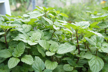 Orthosiphon Stamineus herb or java tee plant with flowers. Used as medicine ingredient in Asia. 