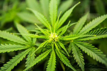 Legal Marijuana cultivation in the home. Medicinal indica with CBD. In door grow hemp. Green...