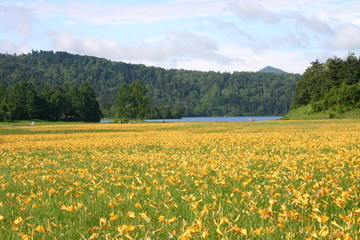 尾瀬大江湿原のニッコウキスゲ