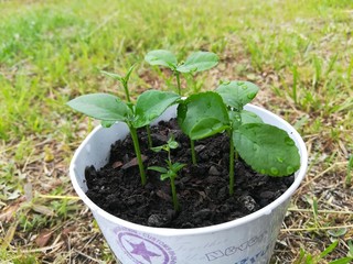 Brotes verdes