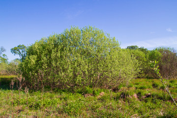 Fototapeta na wymiar Wildlife near the forest in late spring in Sunny weather