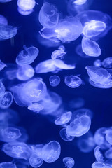 Beautiful jellyfish, medusa in the neon light with the fishes. Underwater life in ocean jellyfish. exciting and cosmic sight