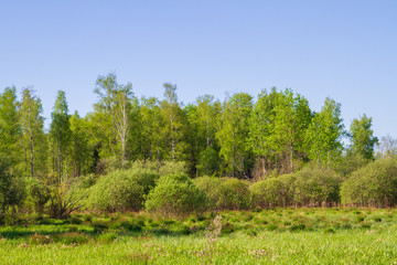 Wildlife near the forest in late spring in Sunny weather