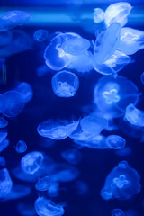 Beautiful jellyfish, medusa in the neon light with the fishes. Underwater life in ocean jellyfish. exciting and cosmic sight