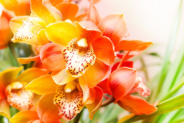 Orchid flower close up