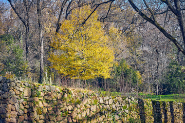 Landscape in autumn with green field.