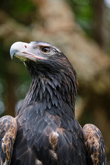 Large wedge-tailed eagle