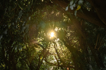 Bright light beam entering in the middle of greenish trees during winter Hawaiian on Pipeline beach, island of Oahu, Hawaii