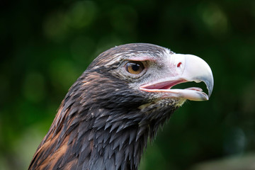 Large wedge-tailed eagle