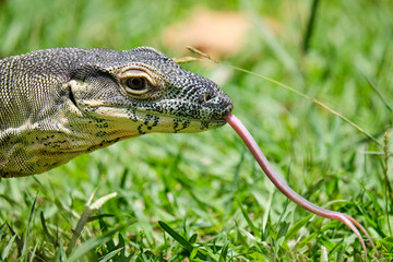 Lace monitor lizard laying in the grass
