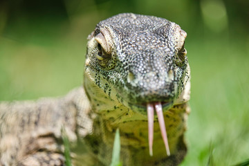 Lace monitor lizard laying in the grass